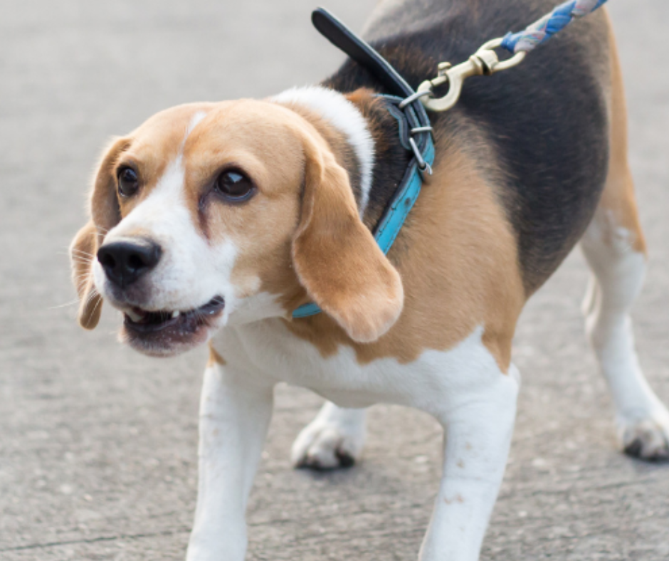 Hundetraining Borkheide, Werder/Havel, Kloster Lehnin, Beelitz, Treuenbrietzen, Michendorf