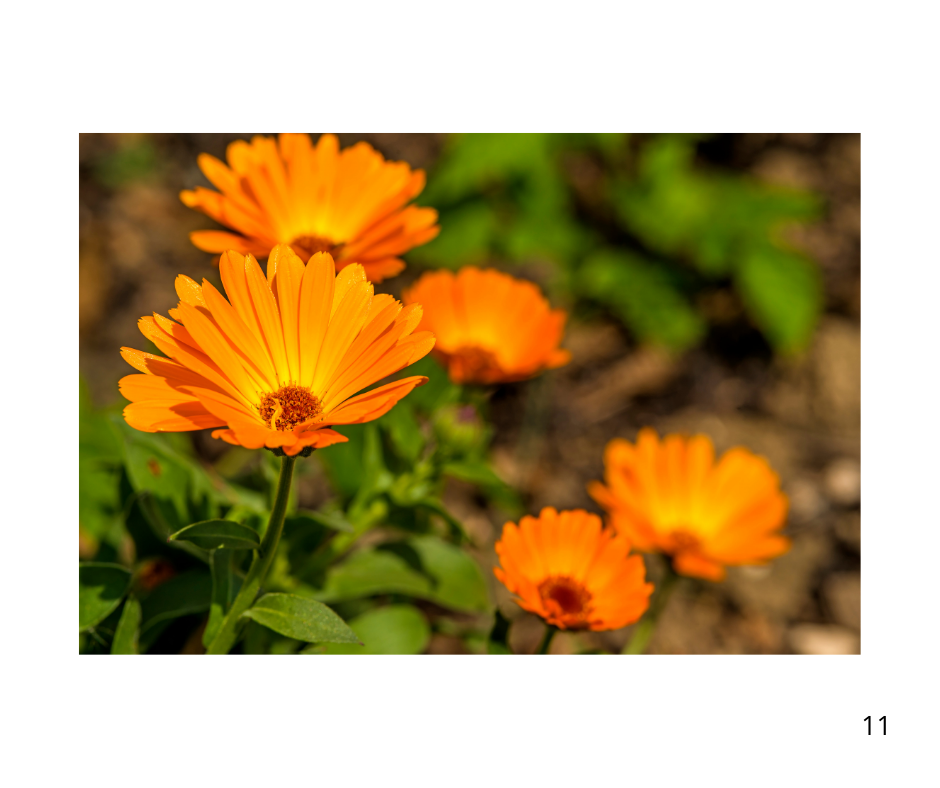 caléndula para la piel, crema hidratante natural, ingredientes orgánicos, El Artesanal, productos naturales, cuidado de la pi