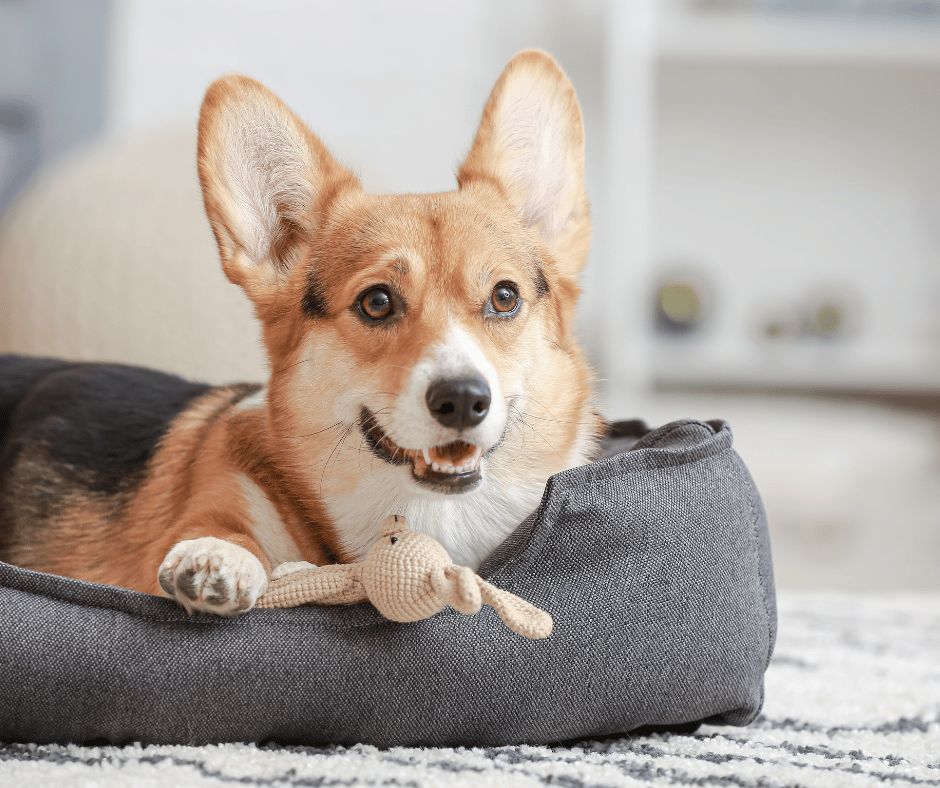 Happy pet in a clean home
