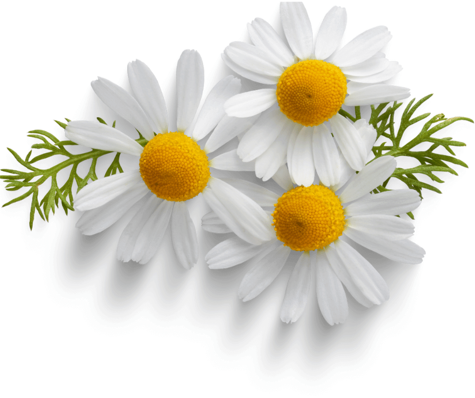 Chamomile with delicate white petals and a yellow center, growing in a sunlit garden.