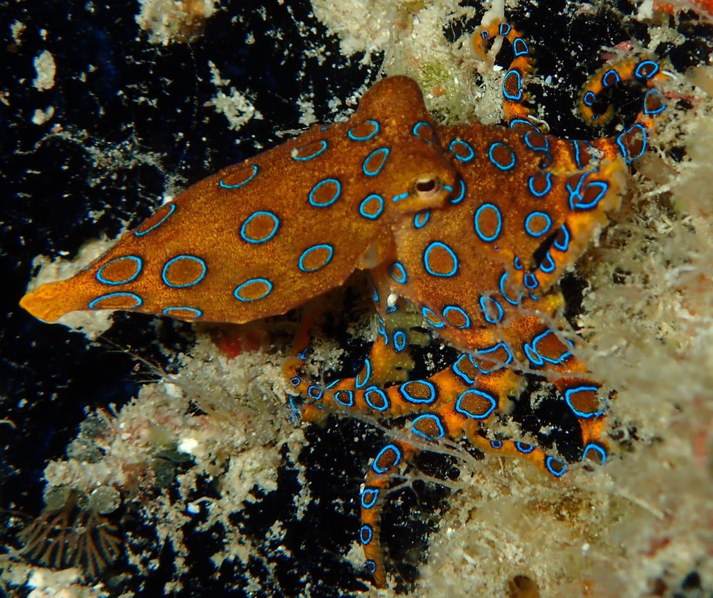 Bluering Octopus | Bogani Explorer