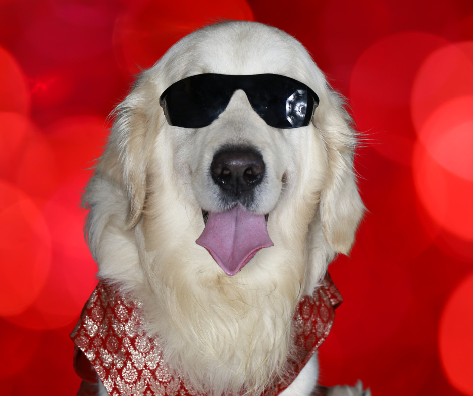 Asteroid Jr. – rescued golden dog with a heart of gold, Chief Cuteness Officer at Cosmic Pet Care