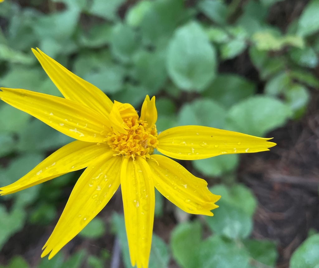 a yellow flower with water droplets on it