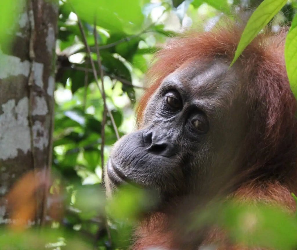 Bukit lawang tour packages from 3 to 6 days