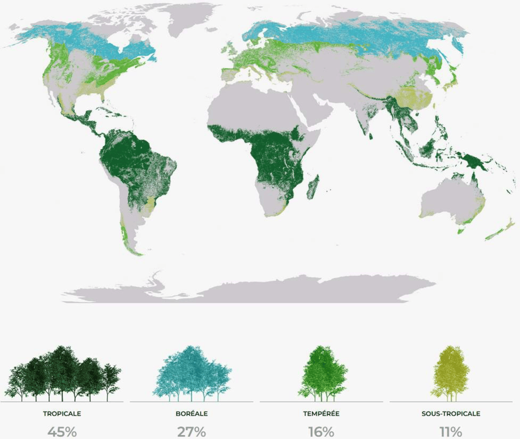 Carte des biomes forestiers autour du monde