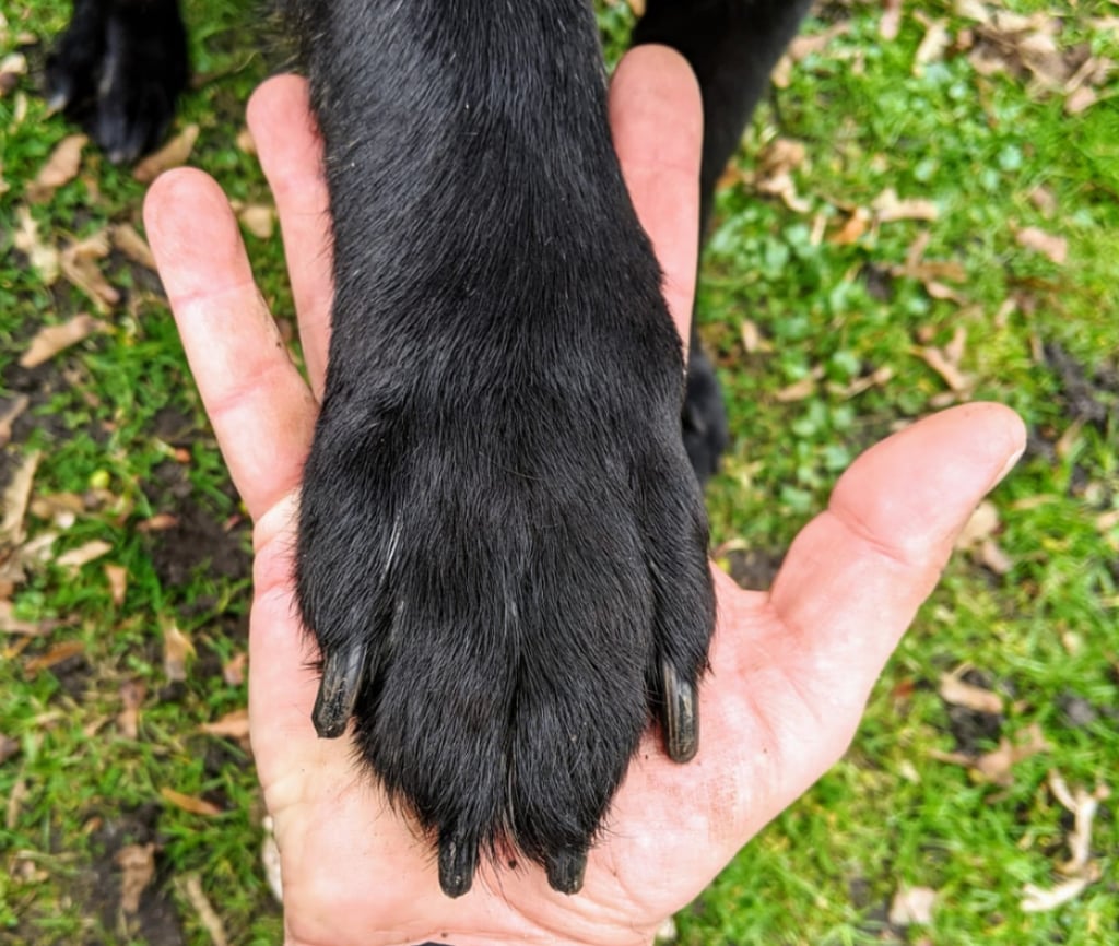 Hundepfote auf Hand