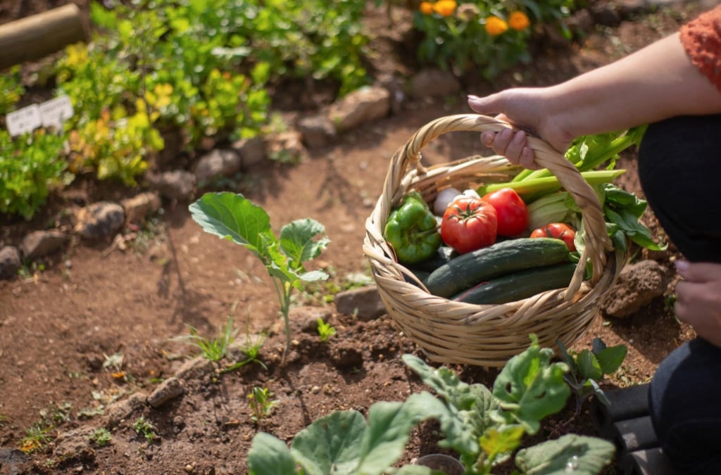 Cesta de mimbre con verduras frescas cosechadas en el huerto con tomates pimientos y calabacines