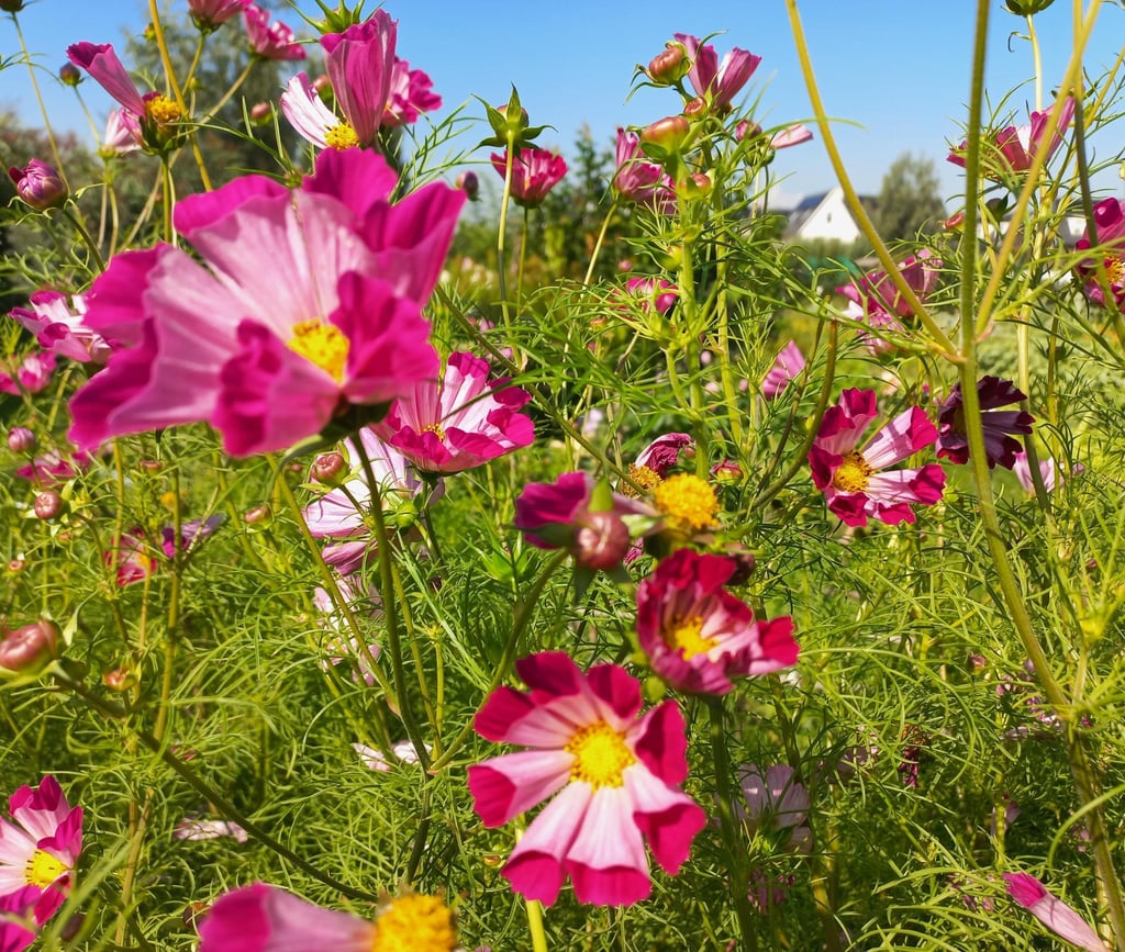 roze bloemen in de bloementuin van hortus populus
