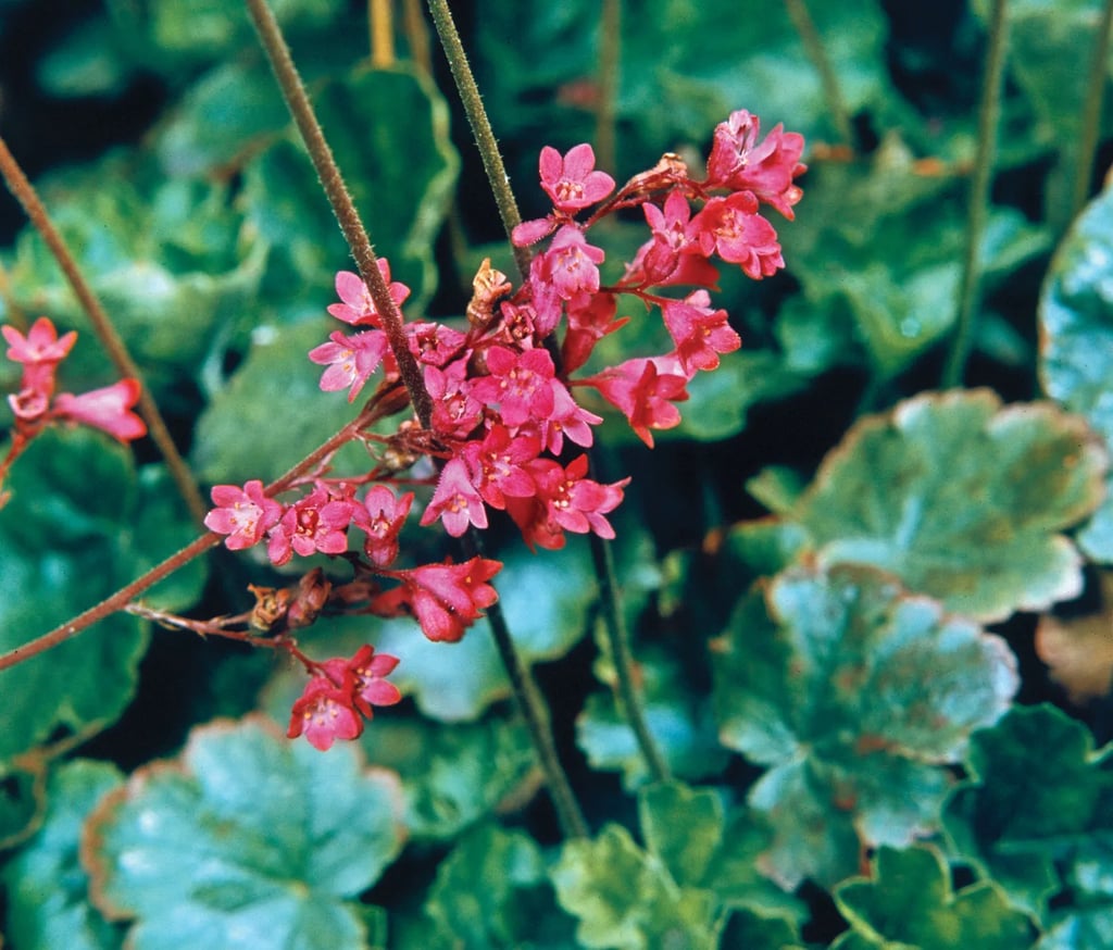 pink Coral Bell flowers in a dry shaded space