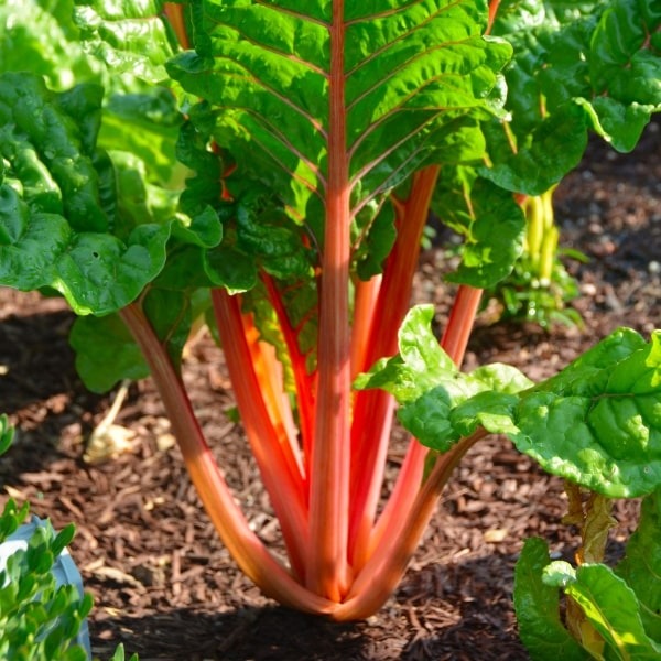 Chard chop in the garden.