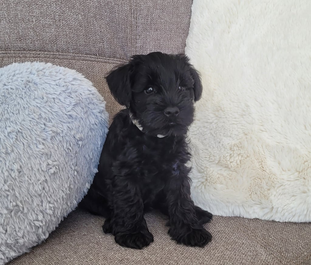 Chiot Schnauzer sur un canapé