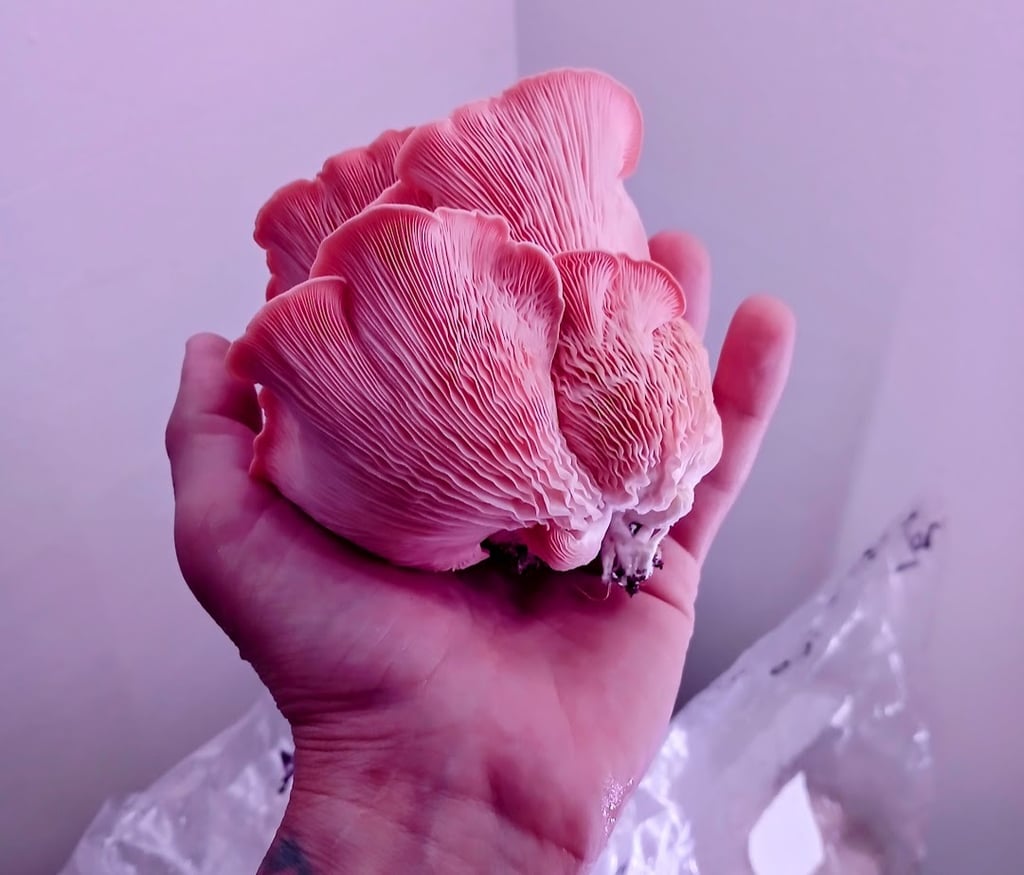 pink oyster fruit being held in a hand after harest