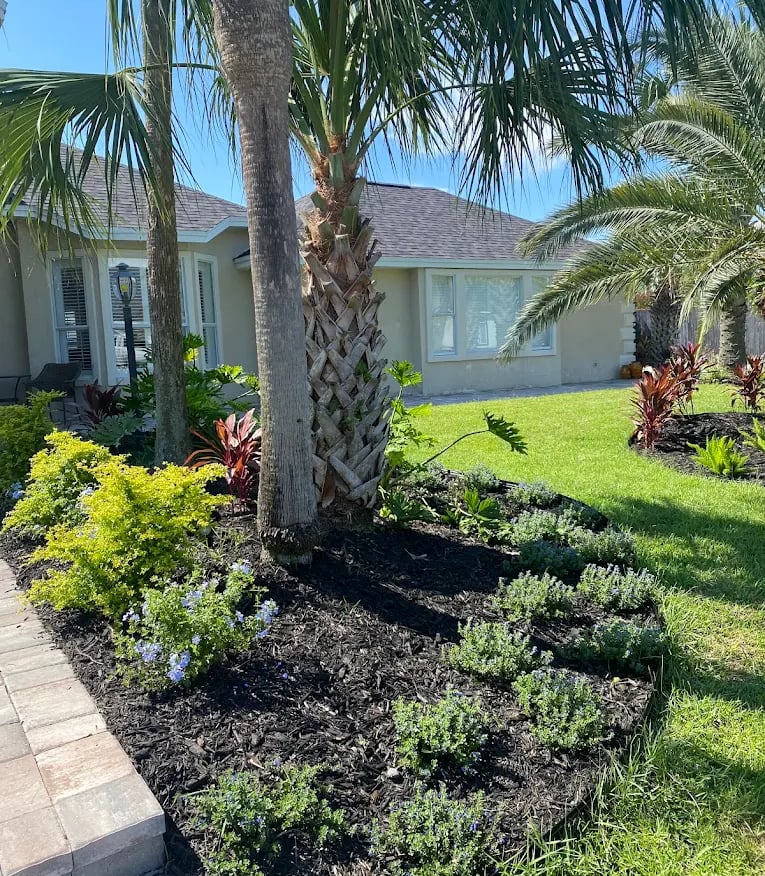 Tropical home landscaping featuring palm trees, dark mulch, and lush green plants in a garden bed.