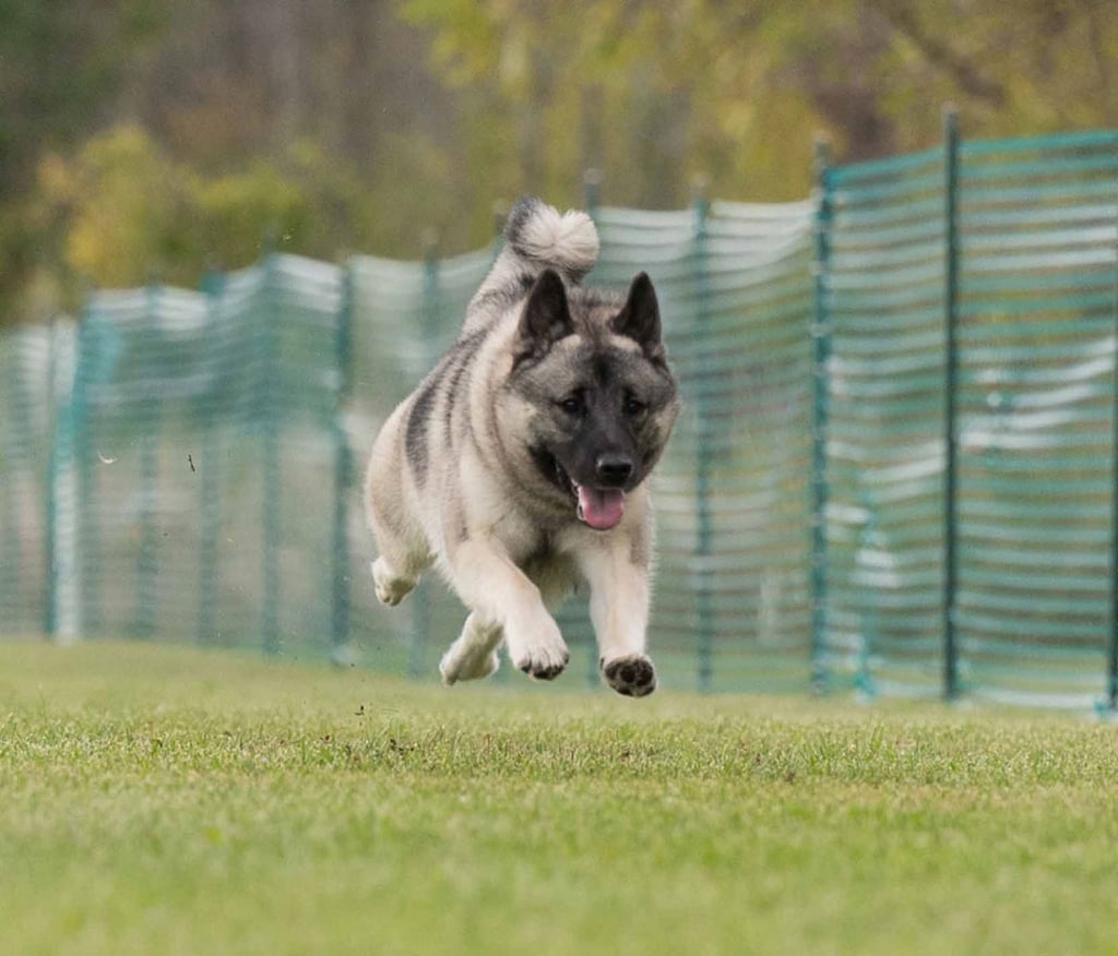 Norwegian Elkhound running in FastCAT