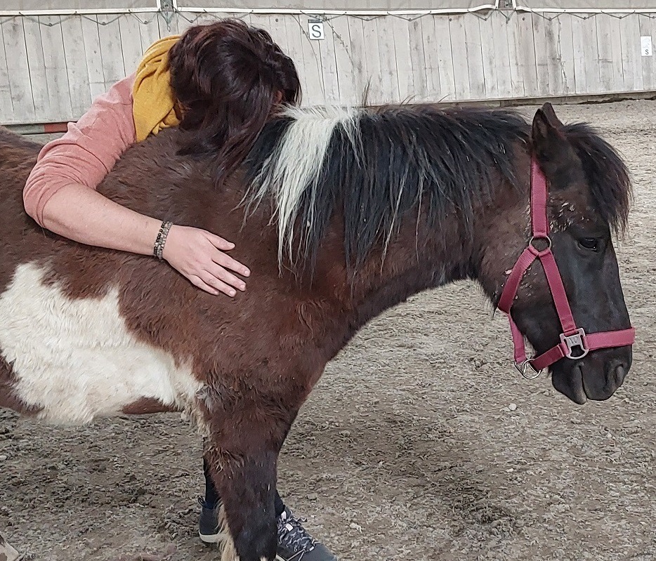 médiation équine : Trouver une écoute réconfortante avec le cheval
