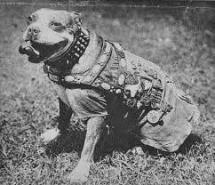 Sergeant Stubby