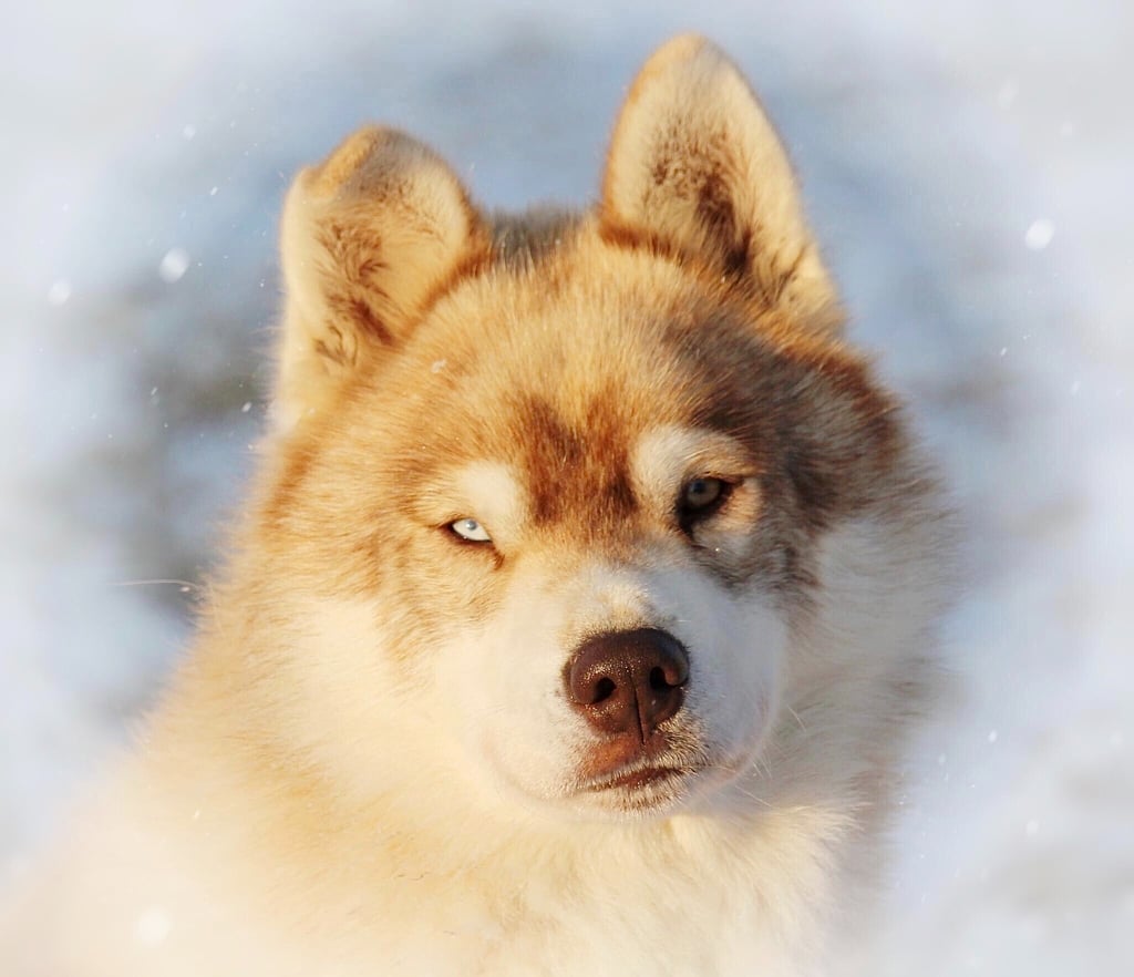 Husky-Erlebnisse, Husky-Ausfahrten, Husky-Trekkingtouren, Husky Abenteuer, Dietfurt, Bayern