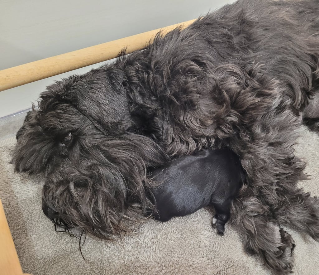 Tessie et sont chiot