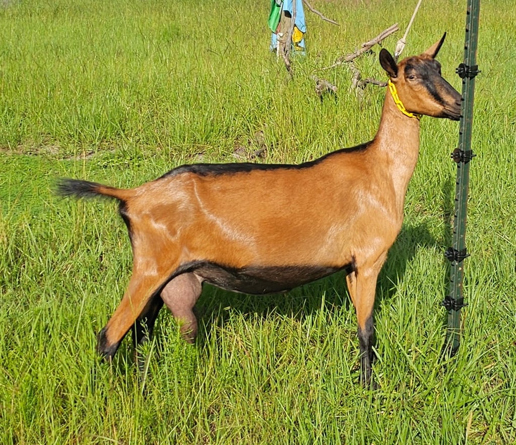 Mature Oberhasli goat doe standing stretched in the sunlight with shiny coat
