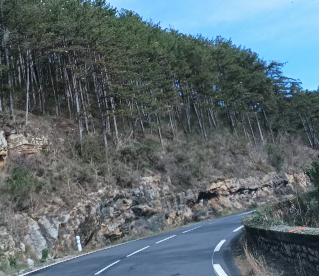 Hundreds of nests dot the trees