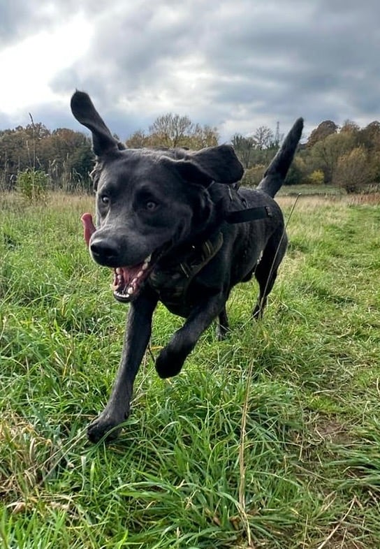 Dog running excitedly during a walk showing high arousal behaviour