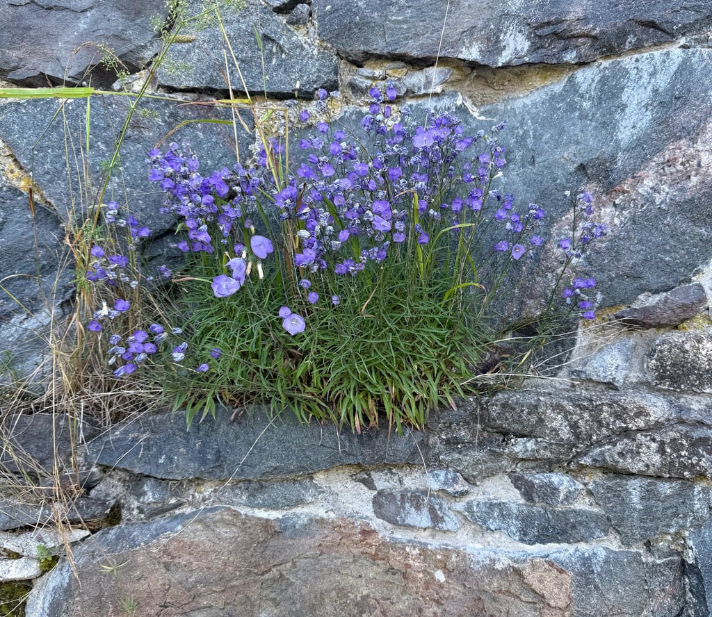 a plant growing out of a stone wall