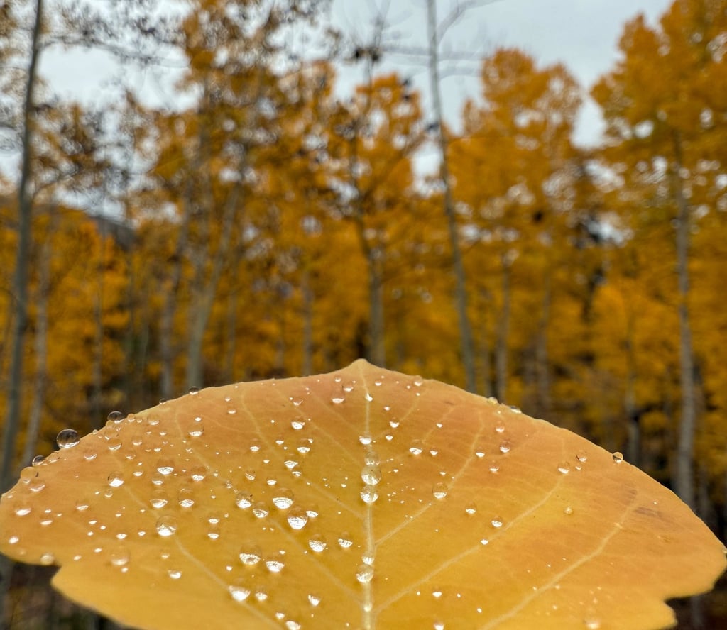 a person holding a leaf shaped leaf in front of a forest