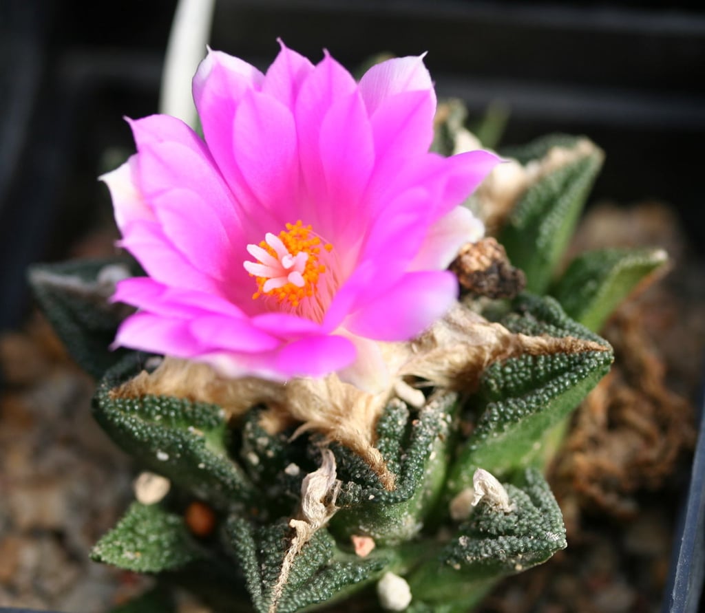 a miniature Star Rock Cactus with a pink flower