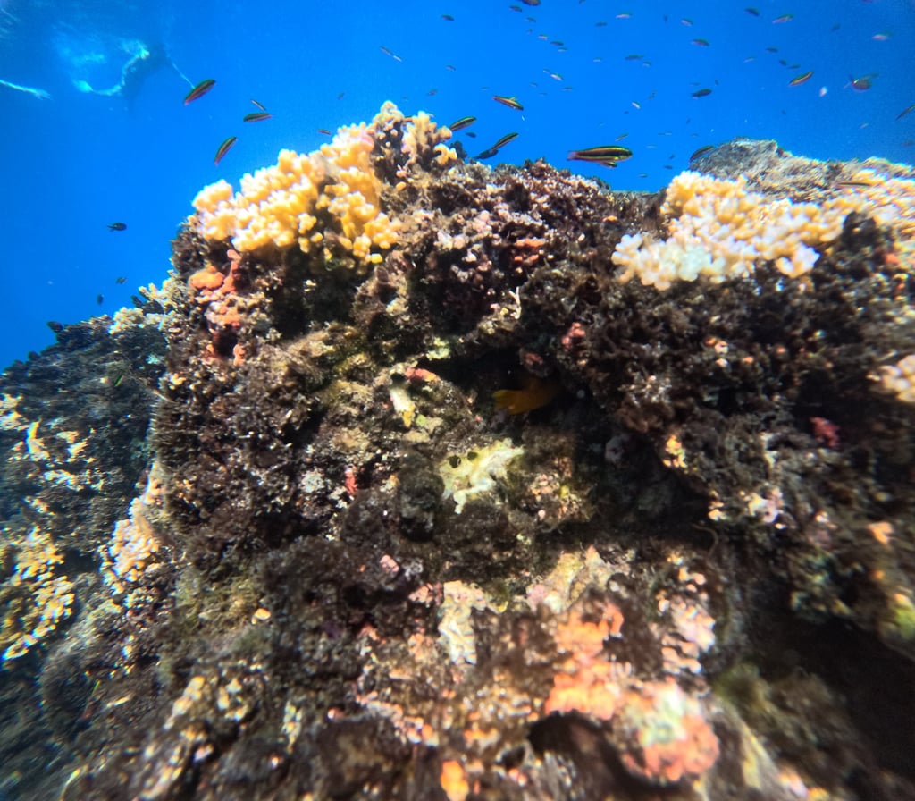 Coral Reefs in Cano Island ,Costa Rica .
