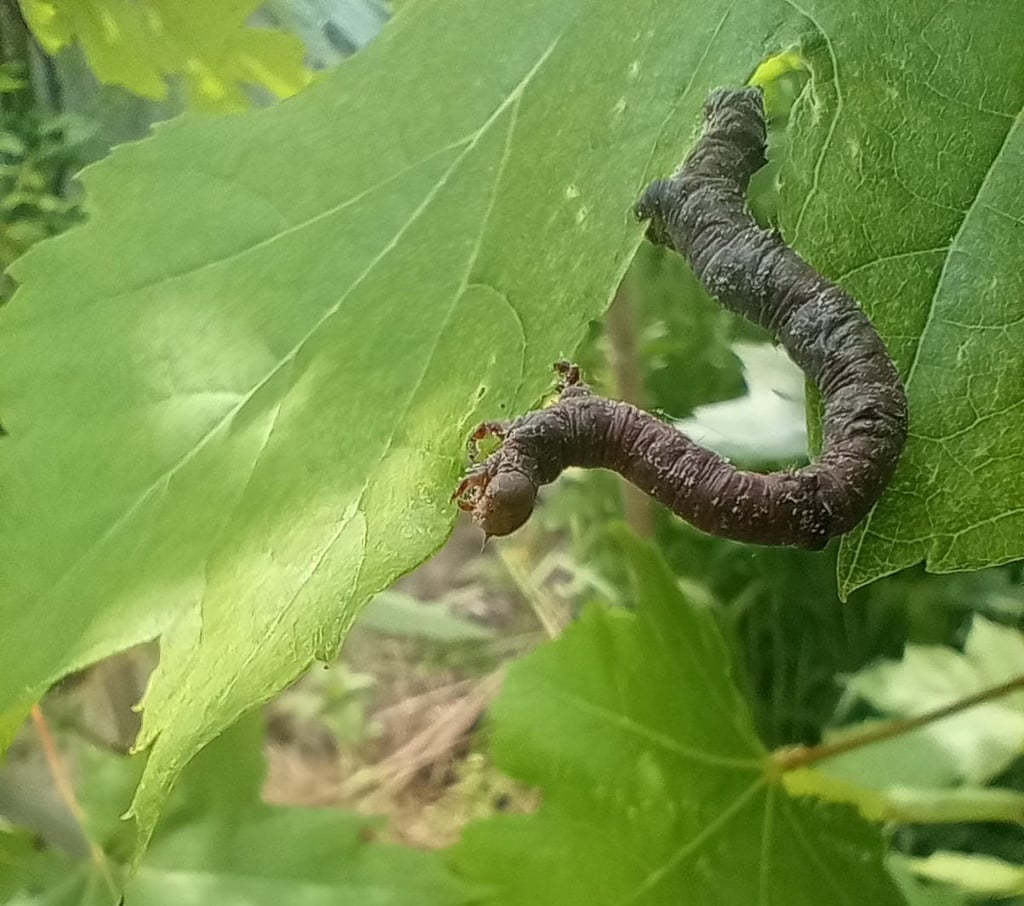 A gray-green inchworm works their way, upside-down, along a silver maple leaf
