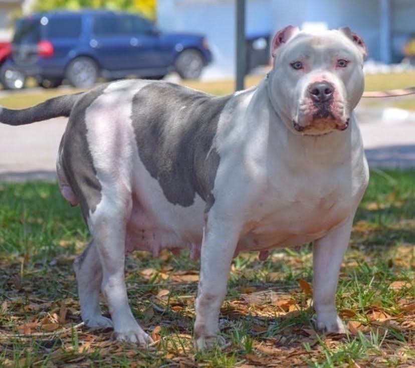 XL PITBULLS, XL AMERICAN BULLIES, TITANIUM KILO KENNELS
