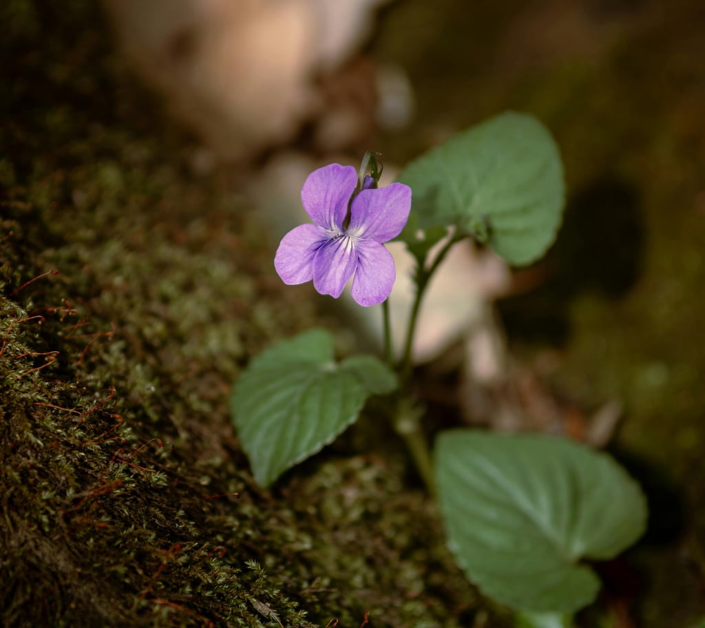 viola odorata
