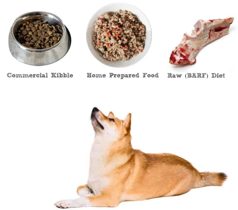 Shiba Inu Nutrition: A Complete Guide to Feeding Your Shiba Inu