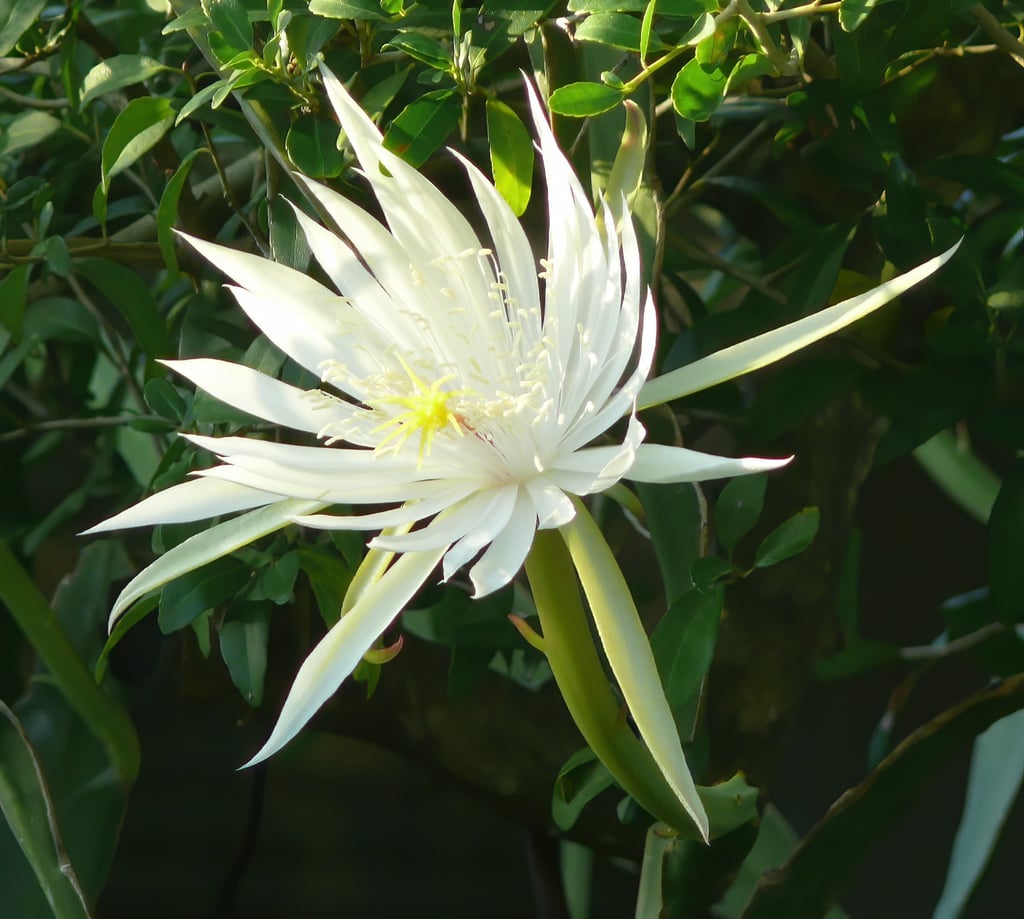a white nightblooming flower with a green leafes