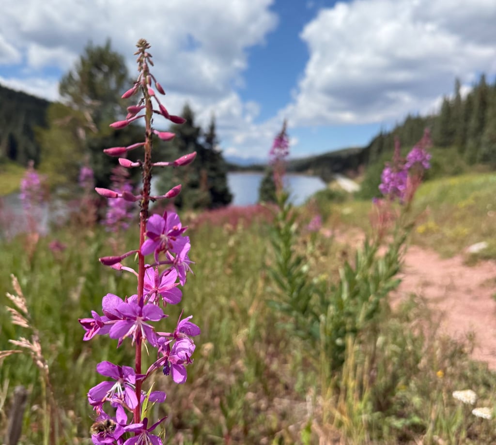 Flower with lake in the background