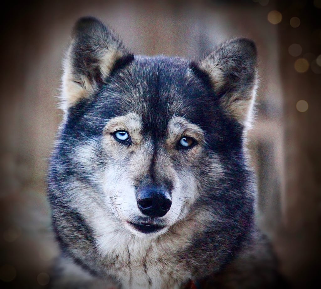 Husky-Erlebnisse, Husky-Ausfahrten, Husky-Trekkingtouren, Husky Abenteuer, Dietfurt, Bayern
