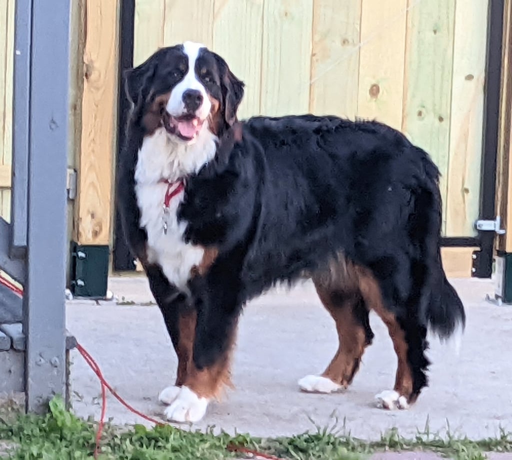 Leonard Male Bernese Mountain Dog