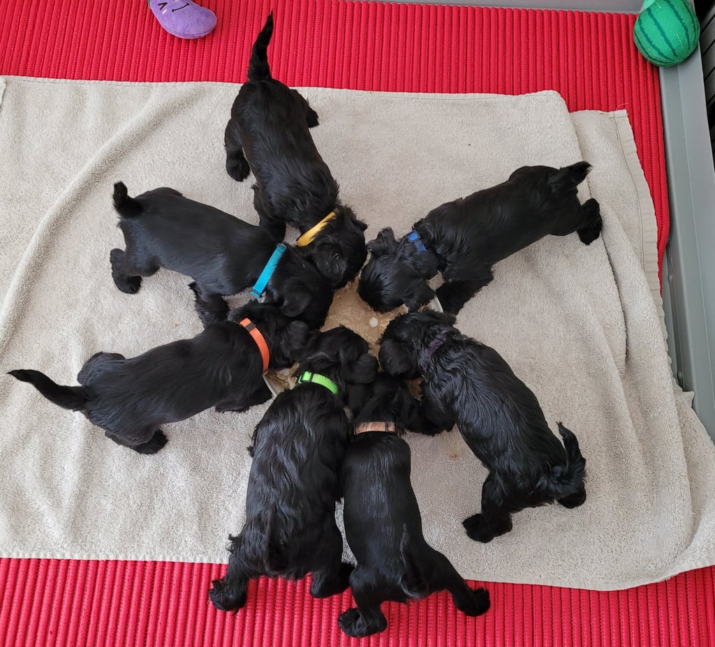 Le repas des Diamants Noirs