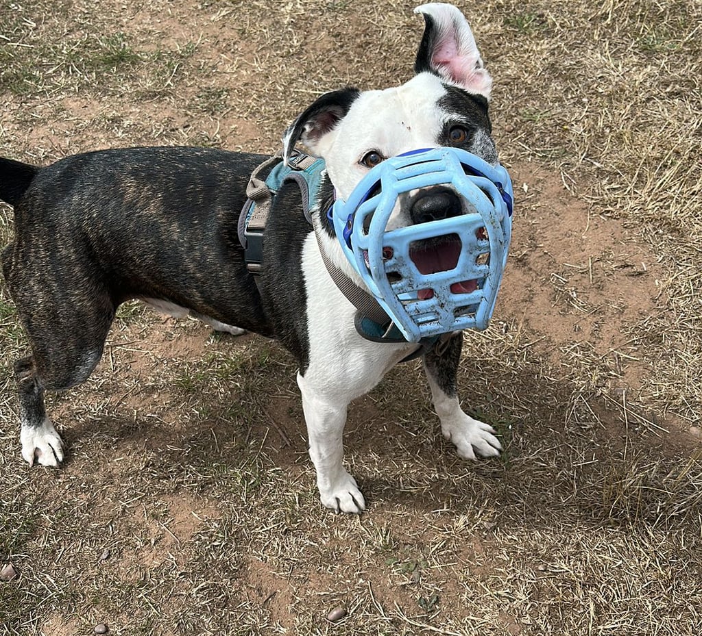 A relaxed dog wearing a muzzle after reactivity training