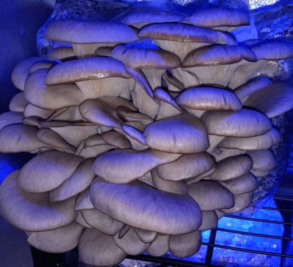 blue oyster mushrooms growing under a blue led light
