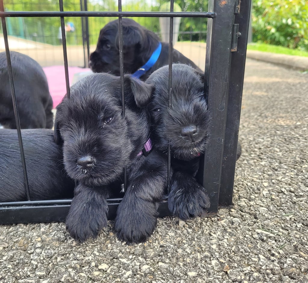 Chiots Schnauzers nains noirs