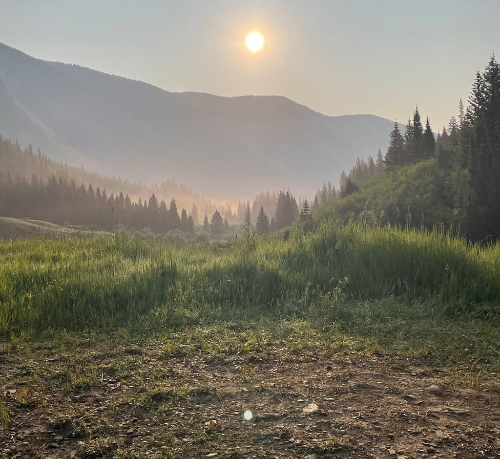 a horse is standing in a field with a sun setting