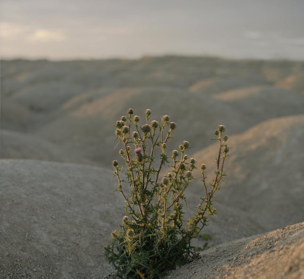 Small green plant growing in dry rocky terrain, representing desert survival and resilience