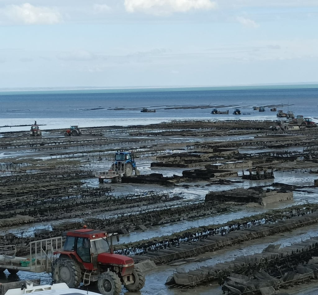 Oyster production at Cancale