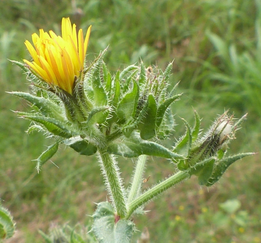 a green weed in a grassy place