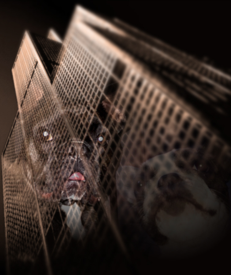 Hintergrundbild Frenchie