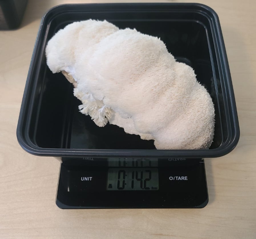 Freshly harvested Lion's Mane mushroom on a kitchen scale, showing weight for home growers.