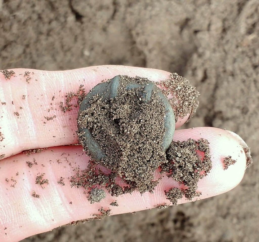 An Iron Age terret ring with green patina, covered in sandy soil, held on two fingers.