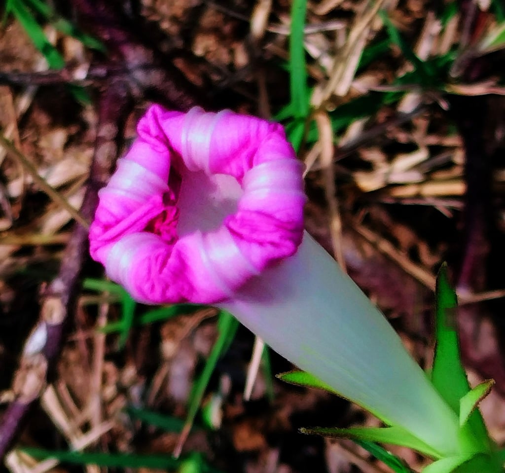 Flower bud of Ipomoea aquatica, water spinach, Neeru Hambu in Kannada