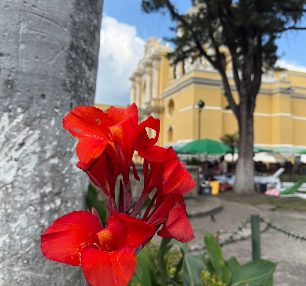 a red flower in front of a yellow building